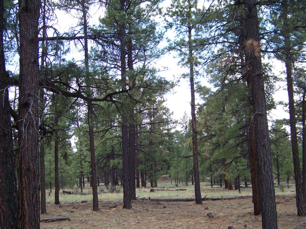 Cibola County, New Mexico