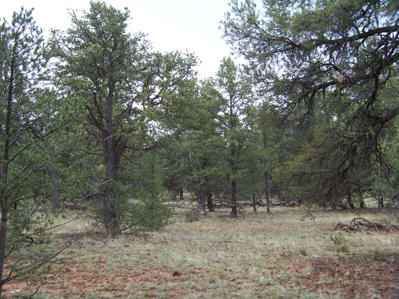 Cibola County, New Mexico